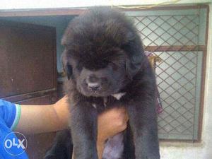 OXFORD KENNEL = Import best price Tibetan Mastiff pupps