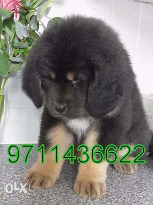 OXFORD KENNEL = OMG VERY lowest price tibetan mastiff sell