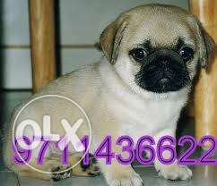 OXFORD KENNEL = PUG is very active n very small size