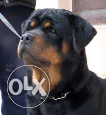 OXFORD KENNEL Very Good Male kci super Male Rottweiler