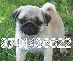 OXFORD KENNEL = Very active fawn colour Pug pupp