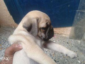 OXFORD KENNEL = i have pug puppies for sell