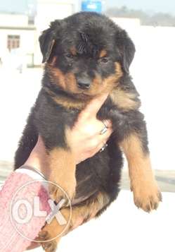 OXFORD KENNEL-- pure breed Rottweiler puppy for sell