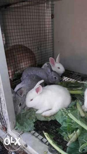One month baby rabbits per pair 600 rupees