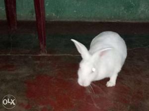 Only one rabbit white color