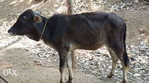 Original vechur ox cattle. 100% guarantee
