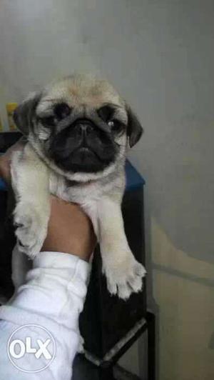 PUG male puppies ready to sale male  female