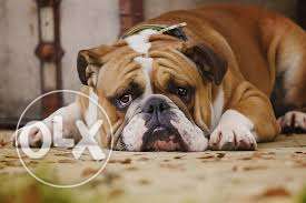 PUP KENNEL:-SUPERB bull dog and all brides available ur city