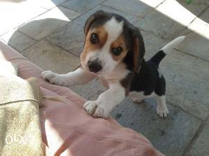 PUP KENNEL:-german sheferd and beagle very intelligent pup
