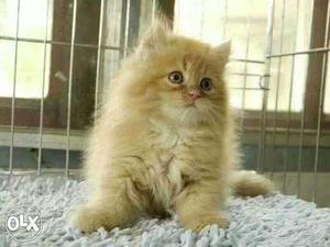 Persian Cat kitten sale.noida delhi all color free home