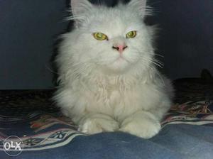 Persian cat..female