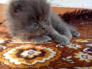 Persian cat kitten at days old
