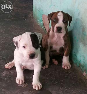 Pitbull male an female pupps available for sel at very good