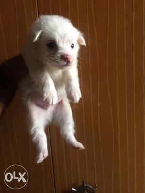 Pomerania male for sell