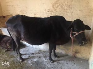 Pregnant shahiwaal cow. 26 January delivery date.