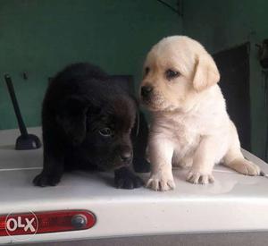 Proper home breed Labrador pupps