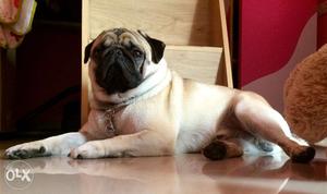 Pug, 2 plus, homely, vaccinated