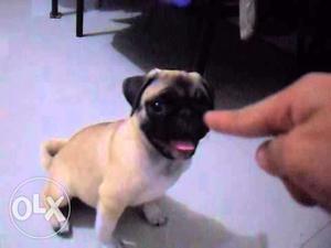 Pug Female 3 Months Old For Sell Only at Mister Dog