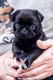 Pug black female pup avilable so fast booking