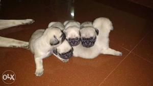 Pug breed puppy 45 days old per puppy Oly