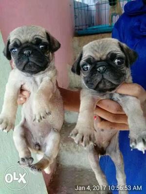 Pug comical face puppies available male 