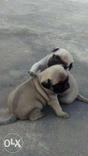 Pug male and female puppies lovely puppies