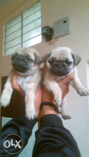 Pug male and female pups avilable Male 