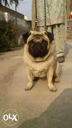 Pug male champion line