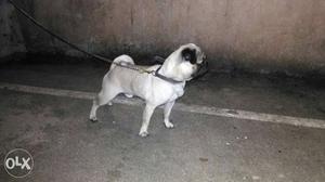 Pug male for sale age 1.4