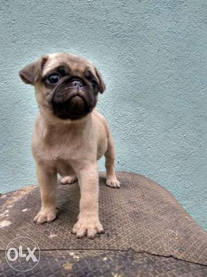 Pug male very active puppy 40 days old
