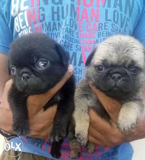 Pug pup available fawn color & black color age 35