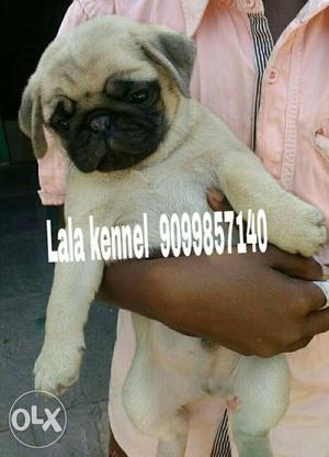 Pug puppies & any breed ONLY QUALITY DEALS