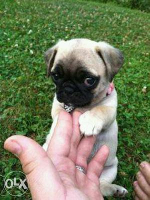 Pug puppies available all breeds available male