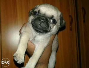 Pug puppies male  Female  show breed