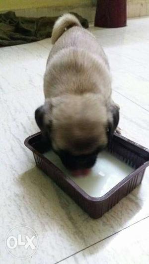 Pug puppy for sale excellent puppy very active