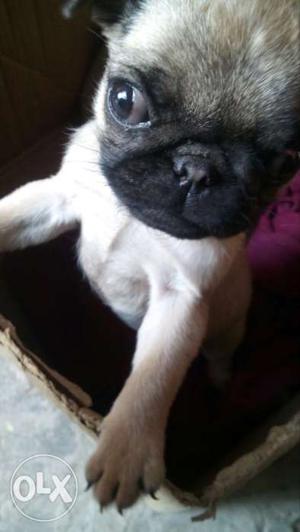 Pug puppy only one month female pure puppy. lan