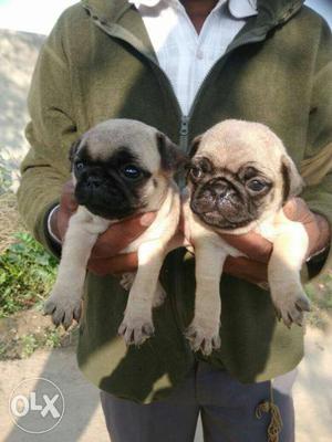 Pug pure quality of Puppies available male 