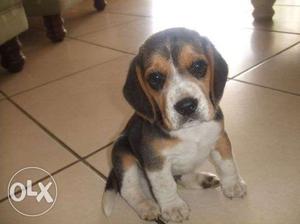 Pup Kennel:-rottwelier and beagle male very gud looking pup