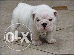 Pup kennel:-British bull dog pup dog very agressive sell all