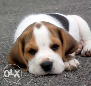 Pup kennel:-HEAVY born tibetan mastiff beagle male female