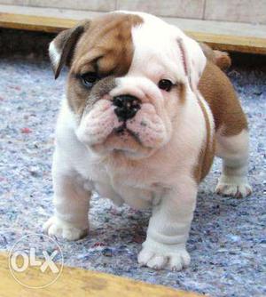 Pup kennel:-british bull dog very gud outstanding pups so