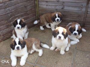 Pup kennel:-champion gud st bernard rottwelier sell at very