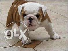 Pup kennel:-reasonable price of british bull dog male female