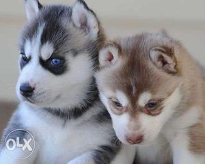 Pup kennel:-siberian husky male female very beautiful and