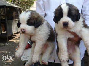 Pup kennel:-soo guud HABIT st bernard male female both sell