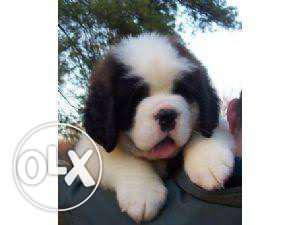 Pup kennel:-st bernard very independent male puppies so nice