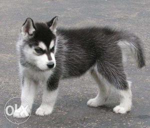 Pup kennel:-strong siberian husky male champion bride