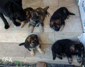 Pup kennel:-very honest GERMAN SHEFERD & gaddi pup for sell