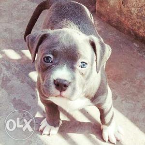 Pure Blue American Bully puppy
