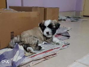 Pure Bred Lhasa Apso puppies, Male 15k, Female 14k
